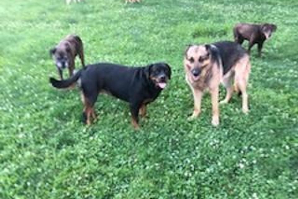 Dogs standing