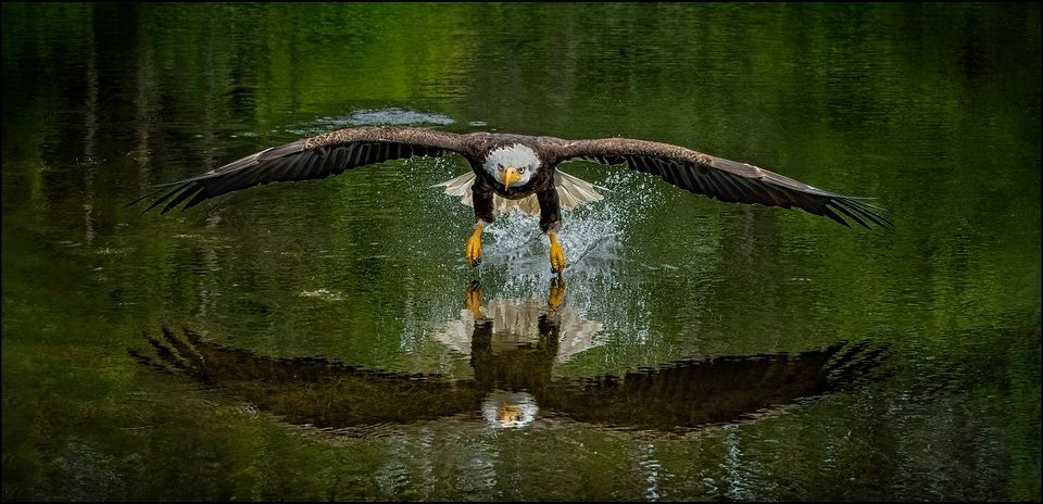 Eagle over water