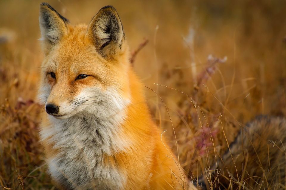 Fox g21492c968 1920