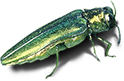 Beetle eab 14e2dcf197e0f54c516