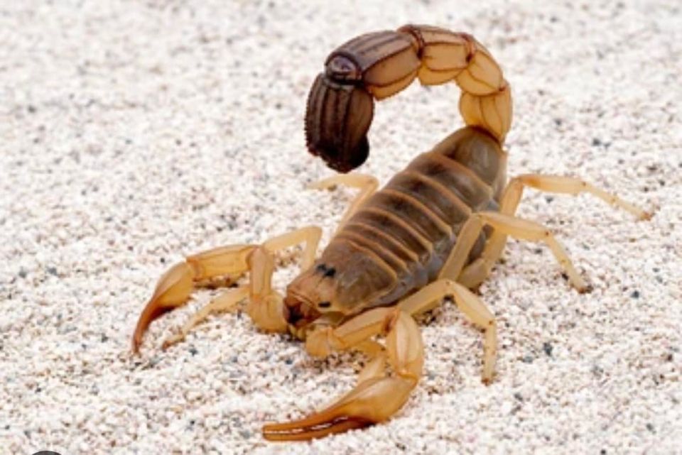 Scorpion