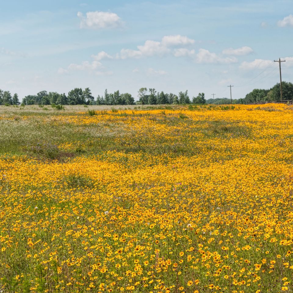 Rc wildflowers 76 edit