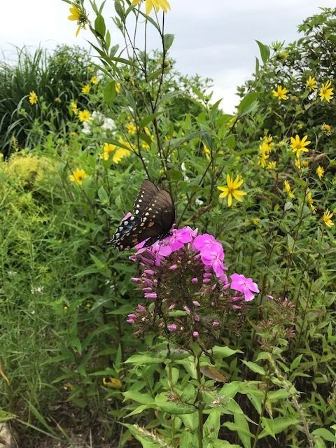 Butterfly in the park