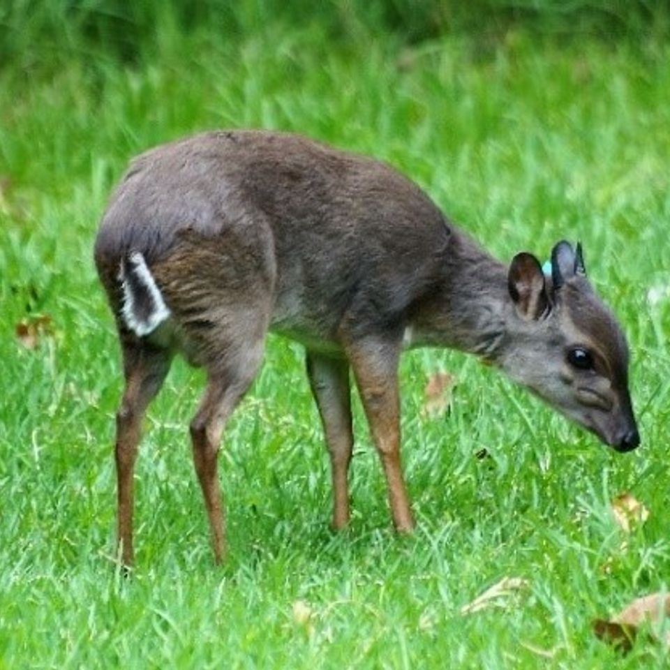 Blue duiker