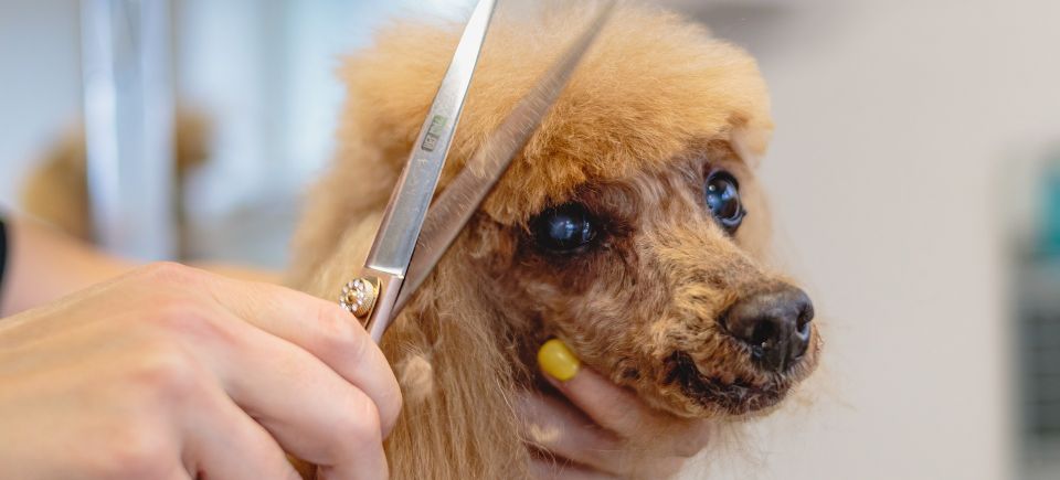 Dog g8d93df400 1920