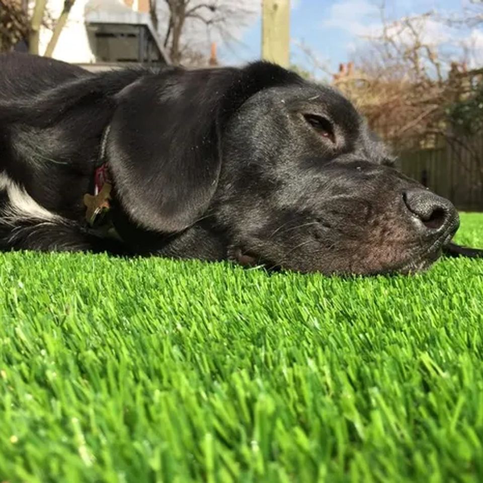 Artifiturf pro doggiegrass original