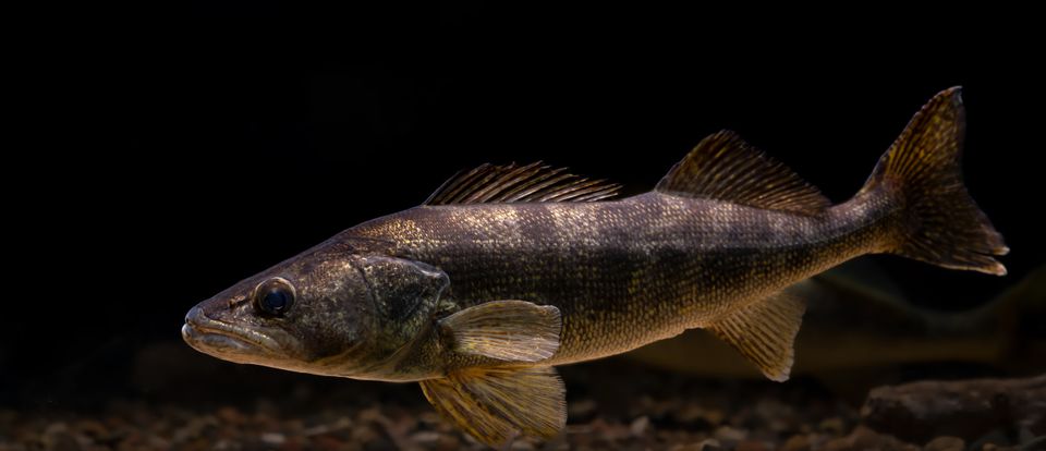 Walleye dec 2021 sam stukel 6