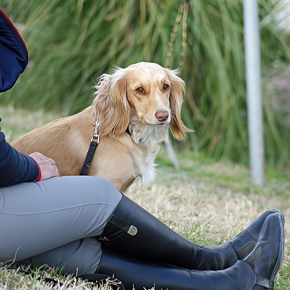 Dog and friend