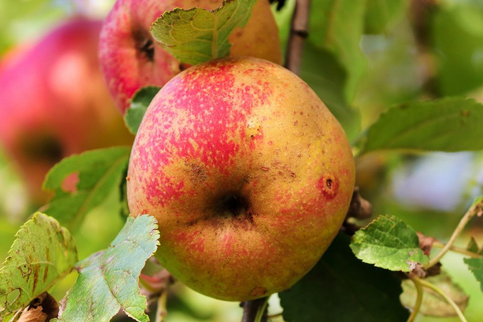 Naturally grown apples at Indian Orchards Farm in Media, PA