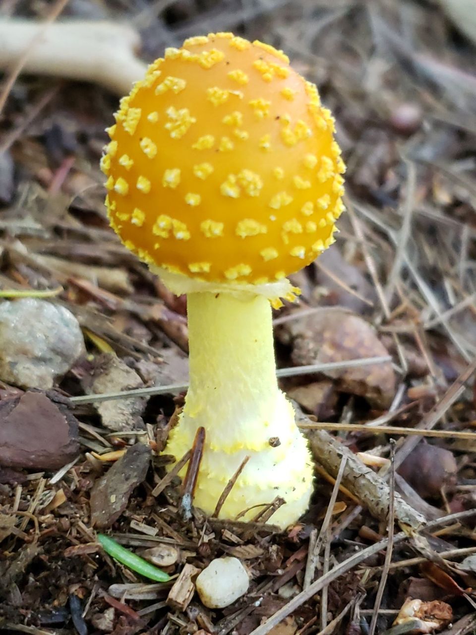 Mushroom resized 1