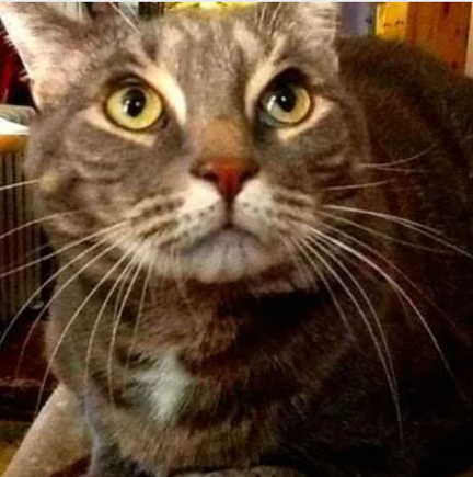 Bobs favorite feline