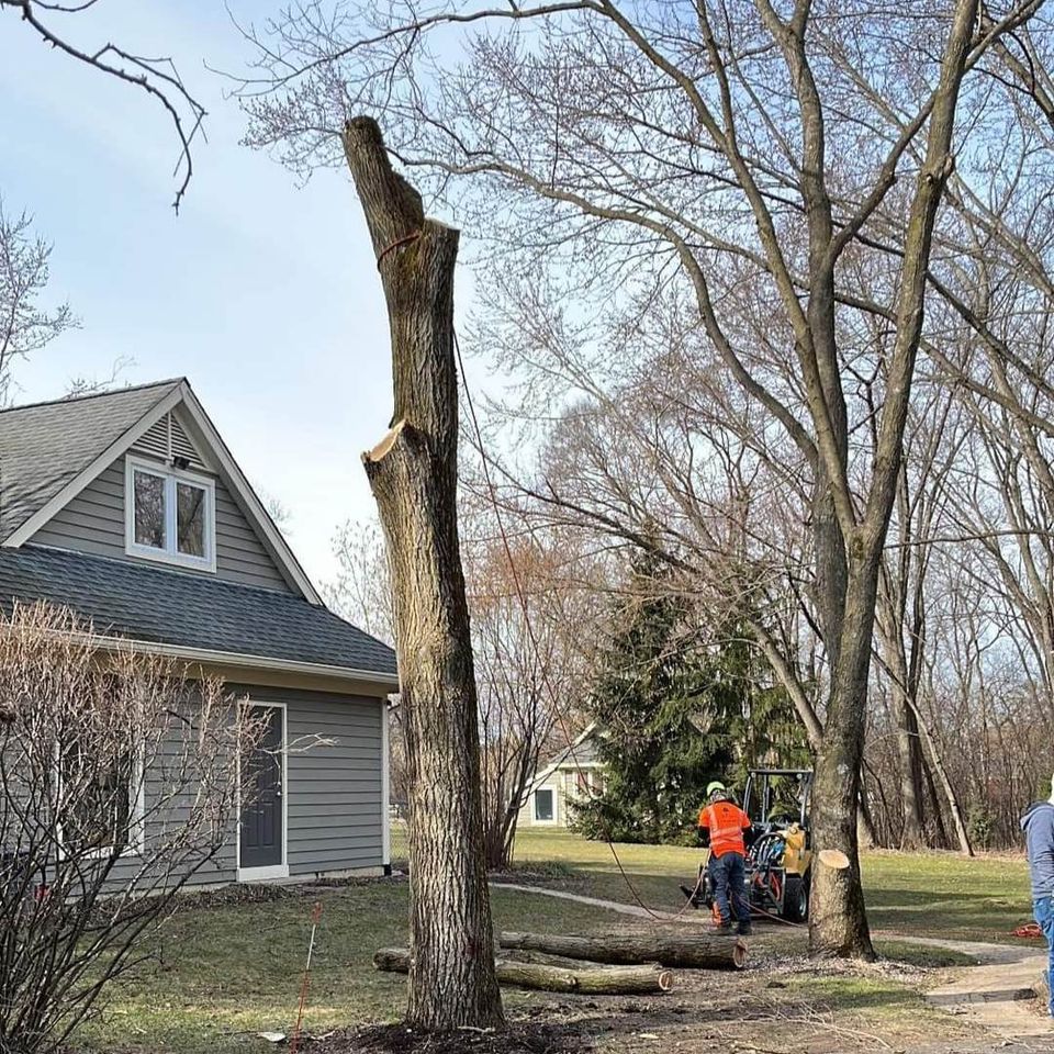 Bobby Tree Care Tree Removal