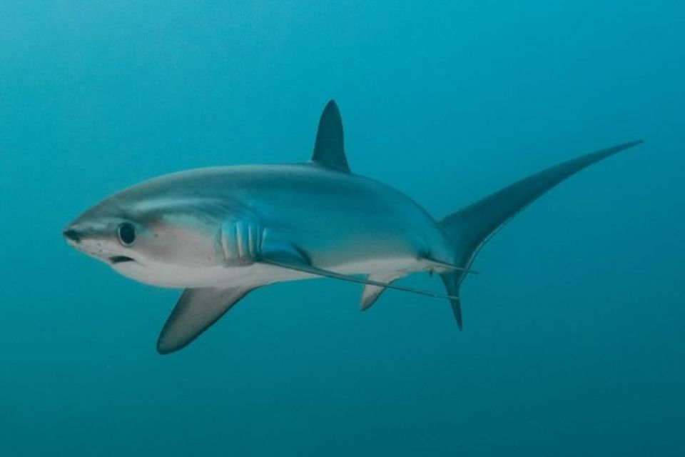 Be thresher