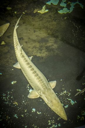 Broodstock pdsg in tank apr2017 2