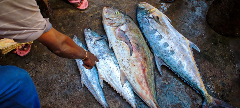 Tuna fish g5db5c63d3 1920