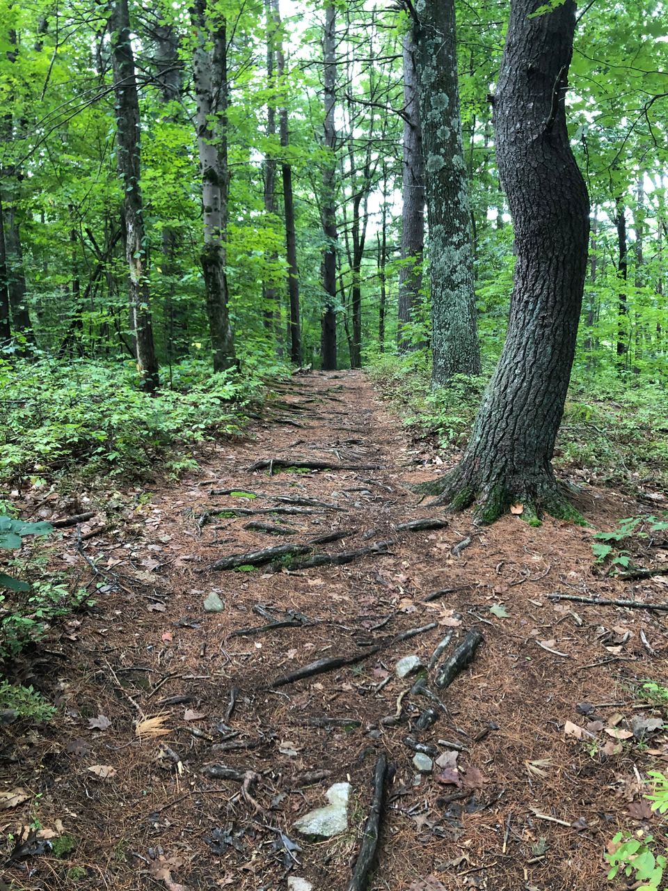 Svt horseshoe pond trail