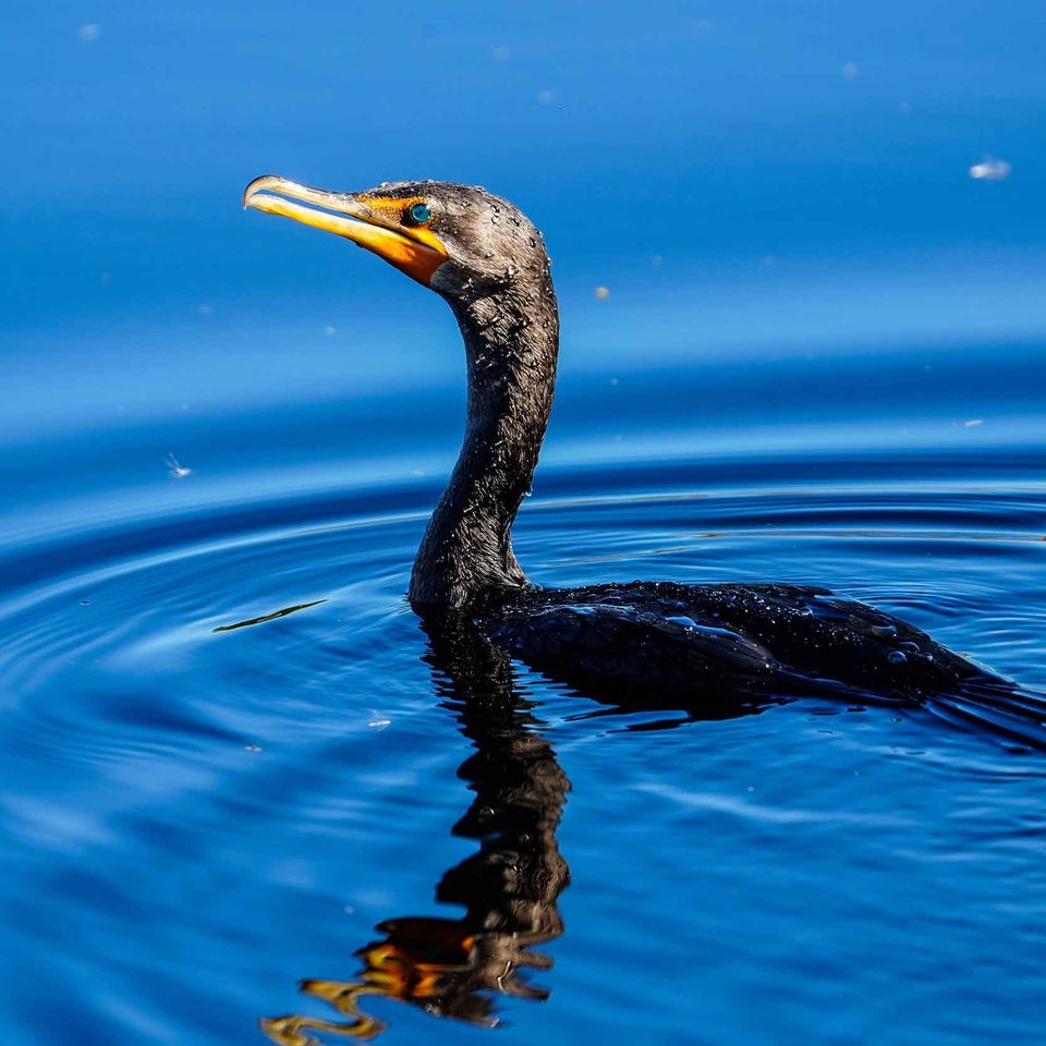 Bird in water perfect website final