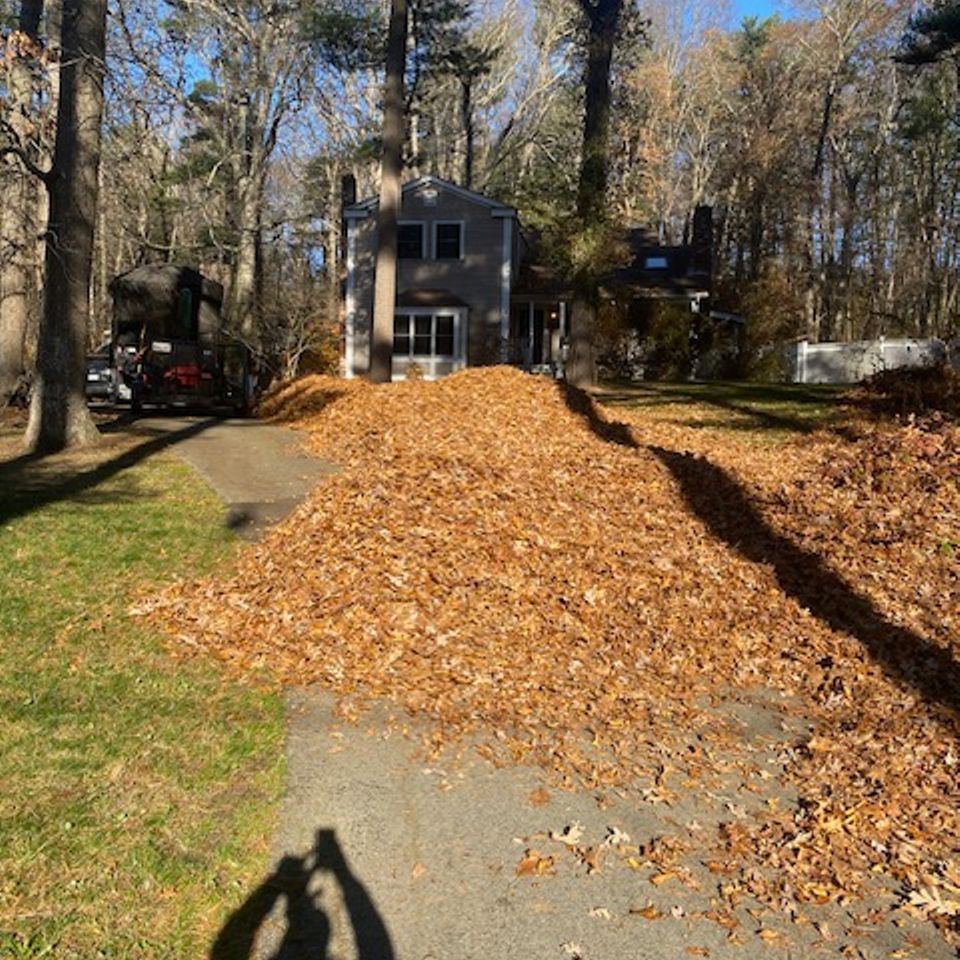 Sullivan cleanup leaves