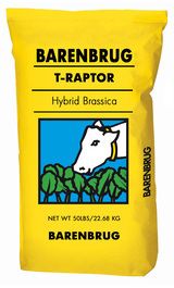Barenbrug T-Raptor Hybrid Brassica seed available at Eastern Colorado Seed