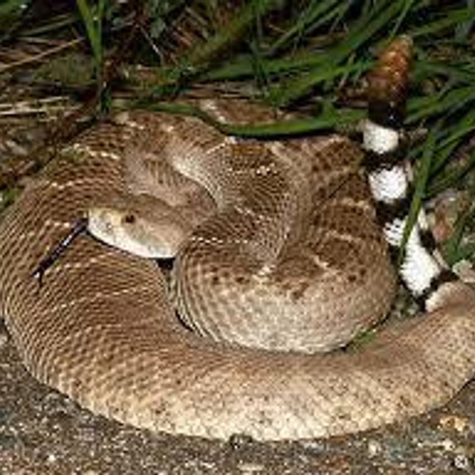 Snake20170212 10908 cjsi9y