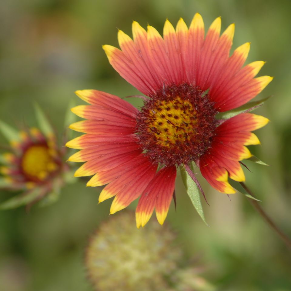 An flowers64 rc