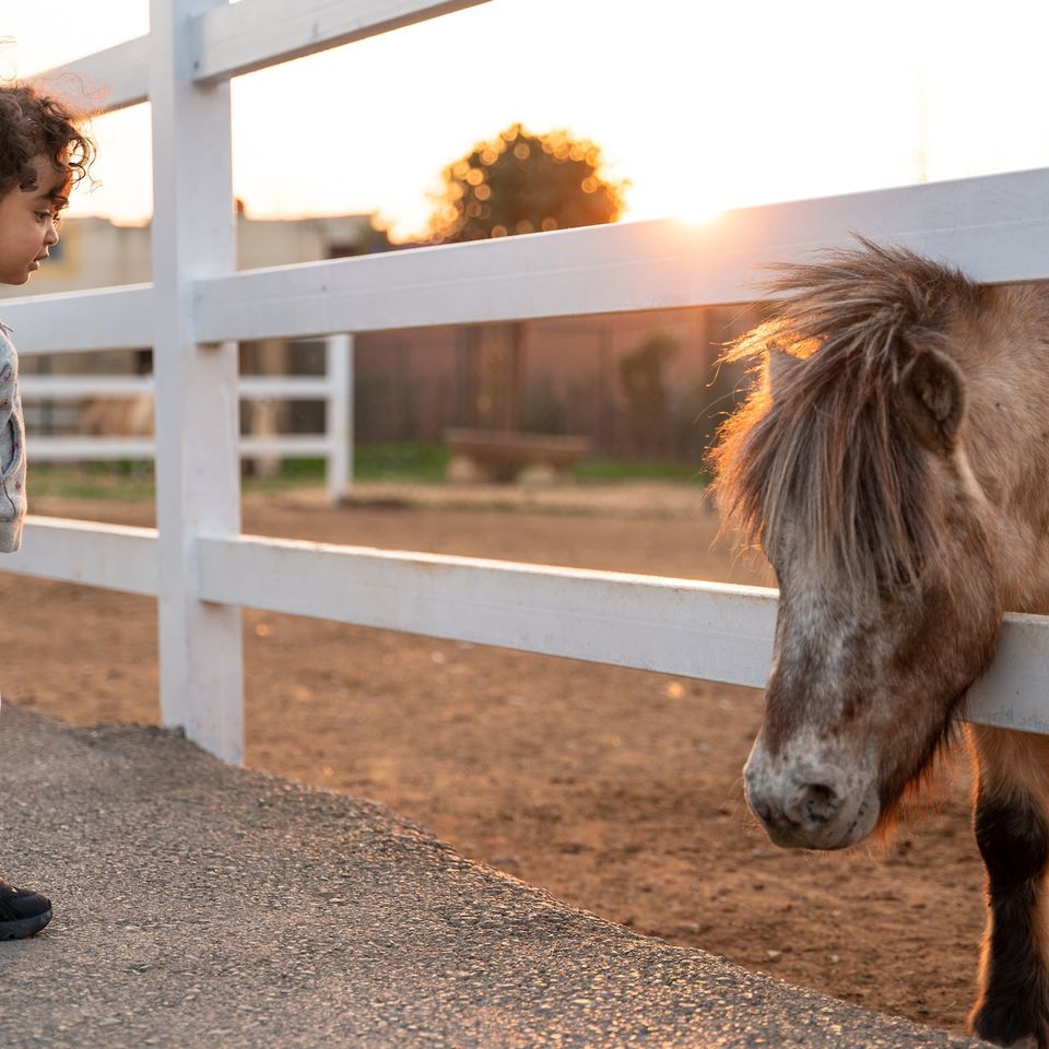 Kids Pony Parties