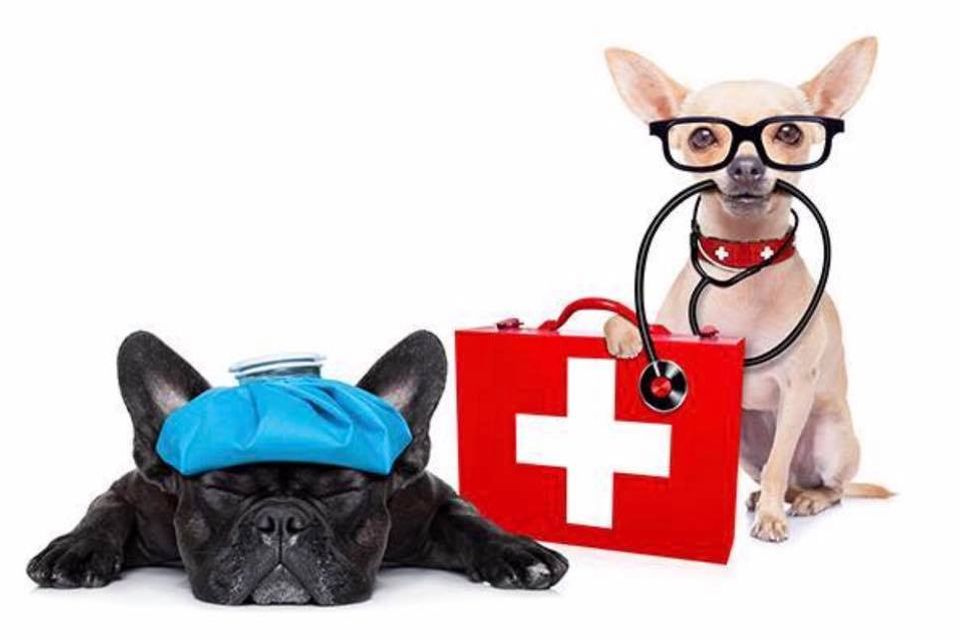 Pet cpr funny pic