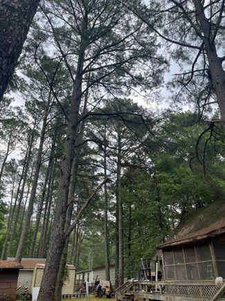 Pine tree 3