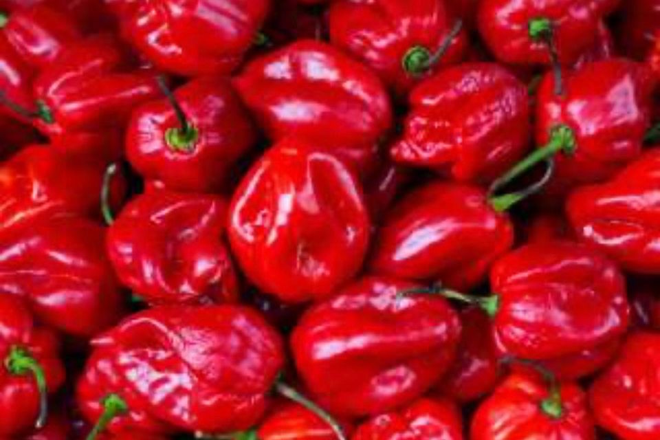 9f87c5d8  1773745665573