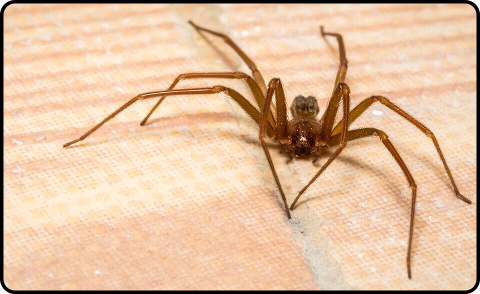Critter images spiders