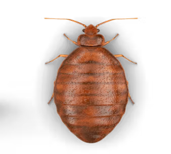 Bed bugs1