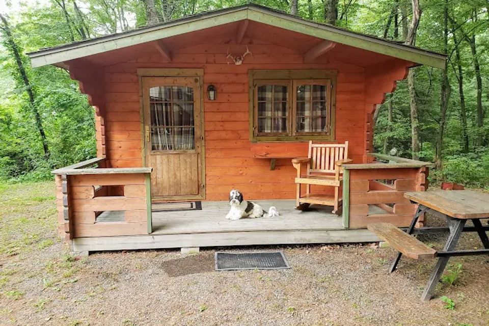 Cabin dog