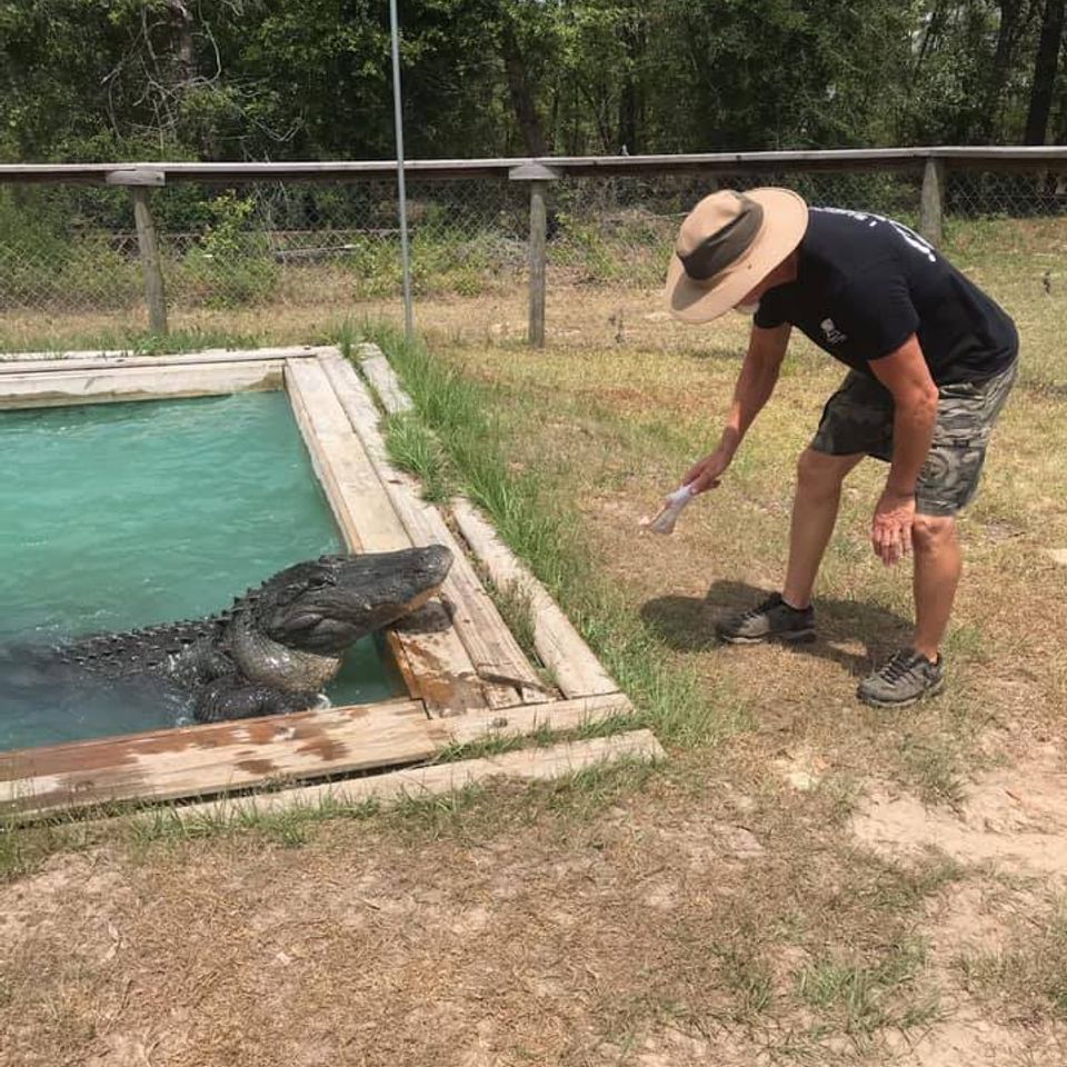 Feeding a gator at orange hill gator farm