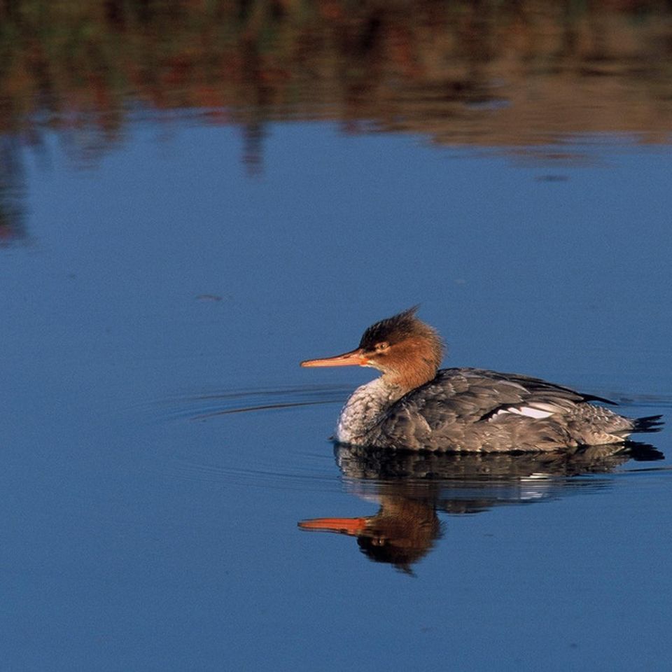 Common merganser20121203 1864 vbkjnb 0