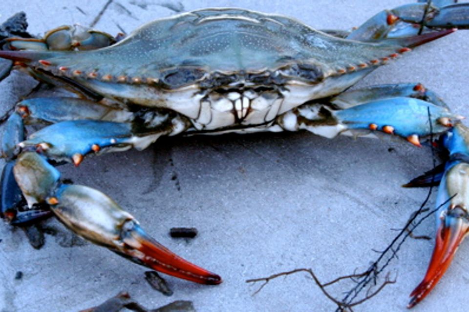 Crab 2