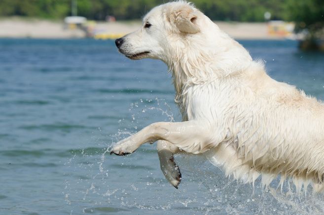 Golden retriever 750628 1920