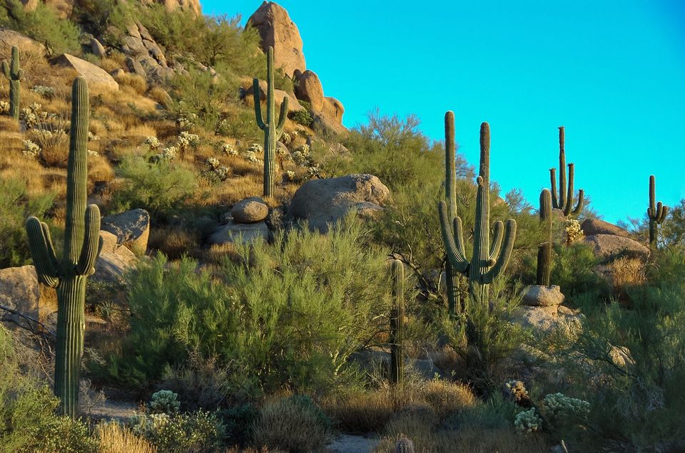 Cactus g936f65939 1920