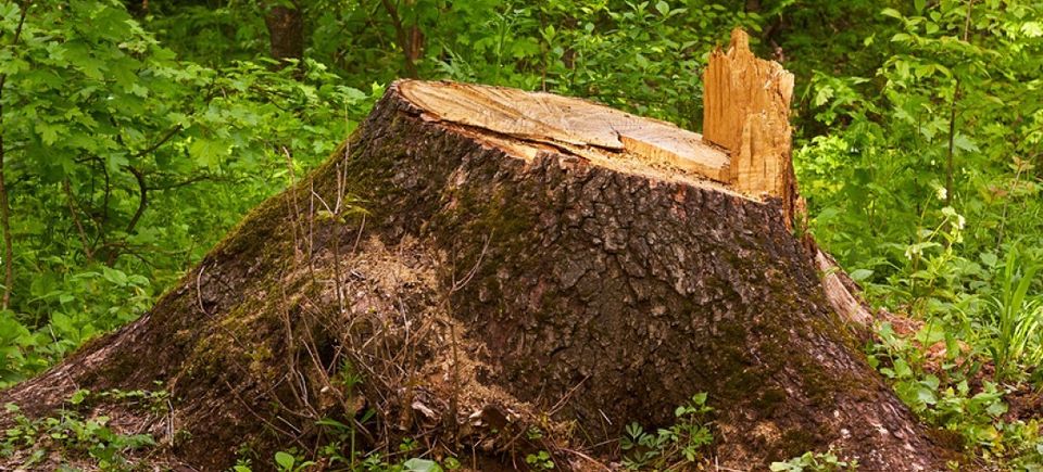 Stump 9055229320170404 23970 vrf281