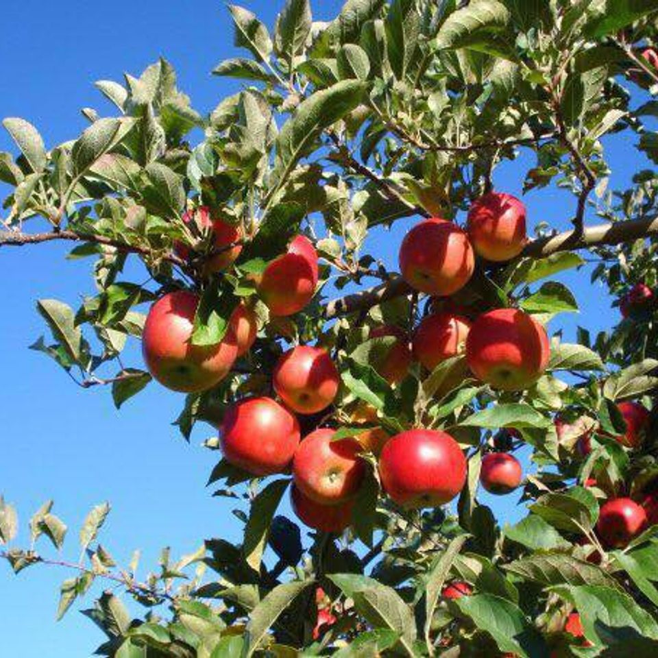Apples 2