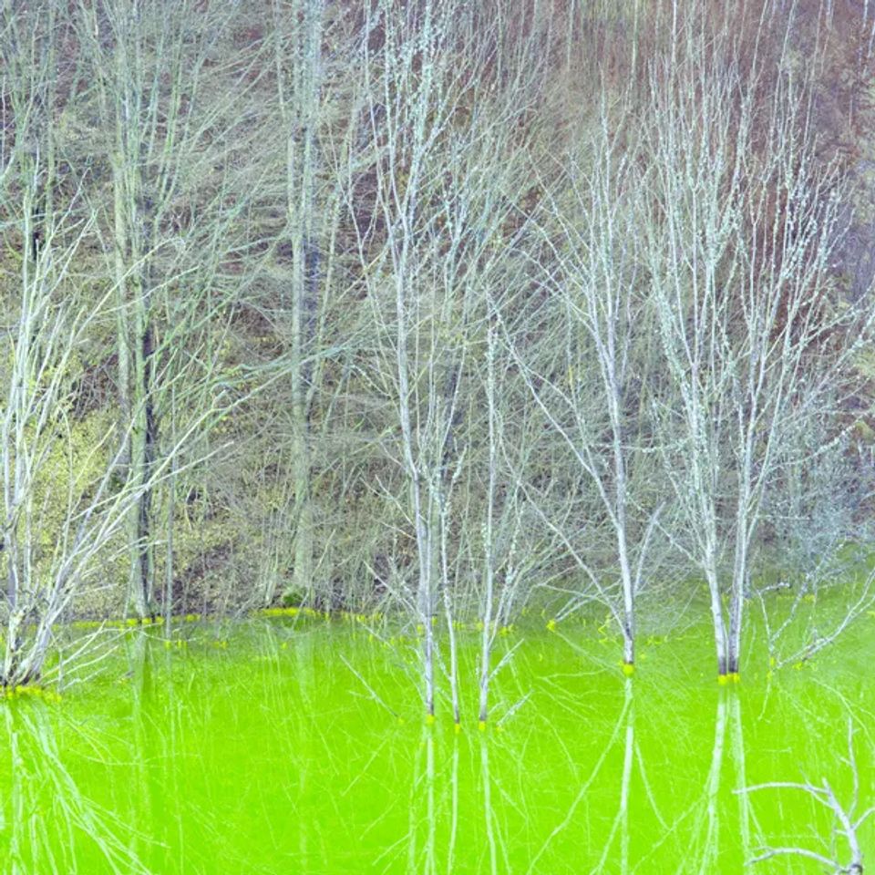 Protect the environment original