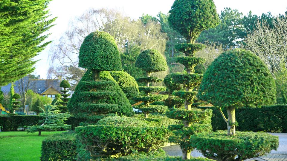 Tree shaping pruning 3