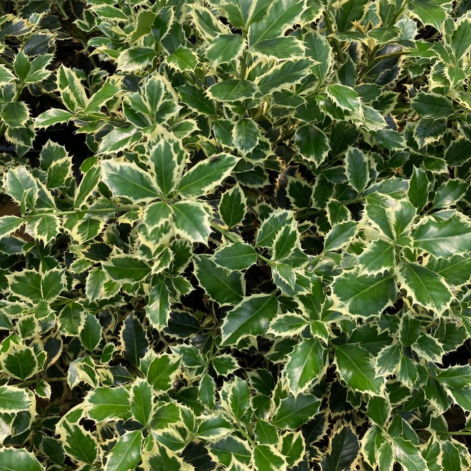 Variegated holly