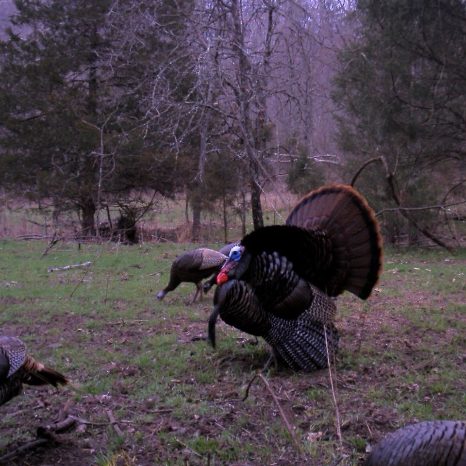 Game camera 3.2