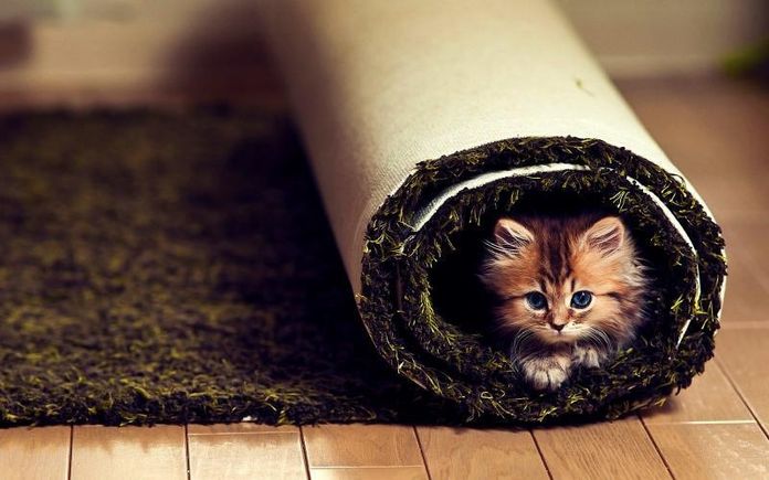 Animals widewallpaper comfort 67592