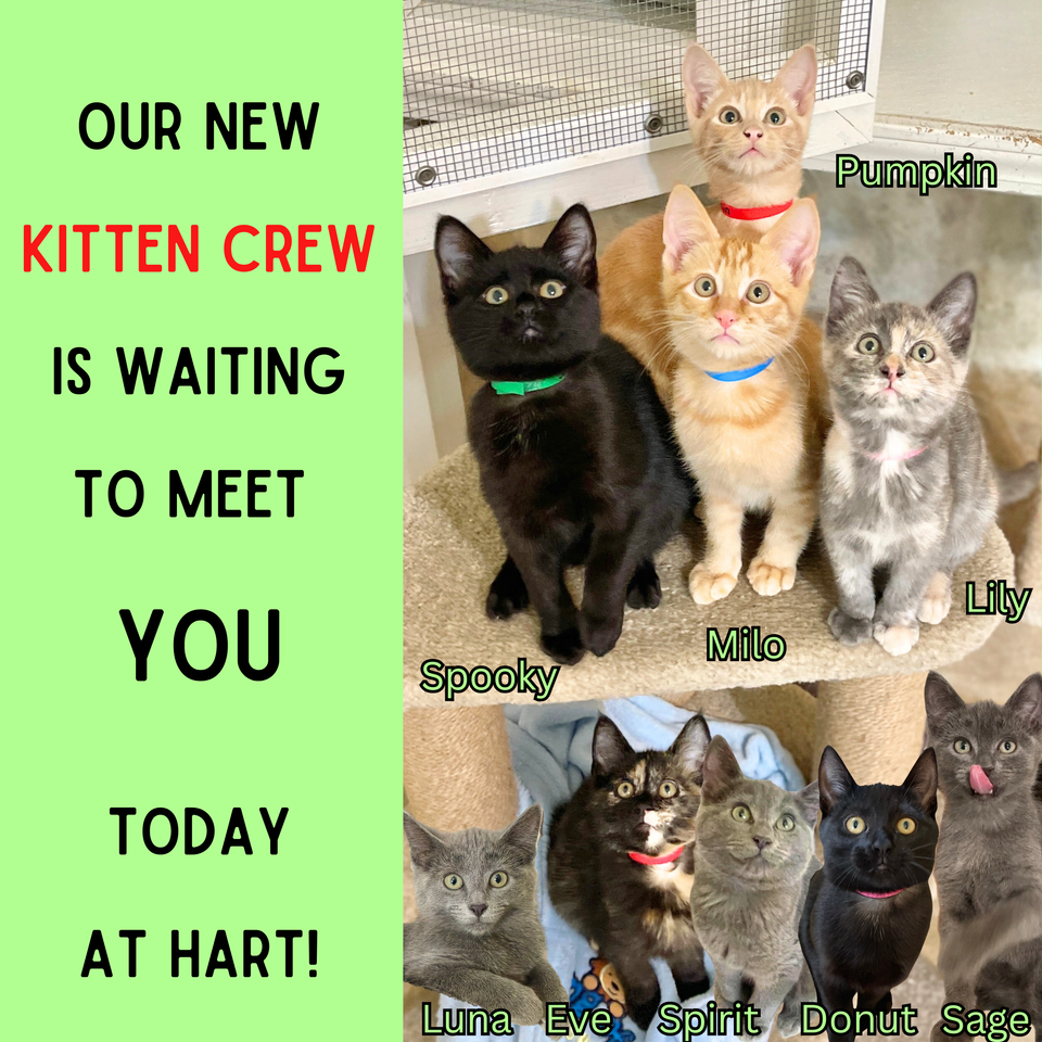Our new kitten crew is waiting to meet you today at hart! (1)