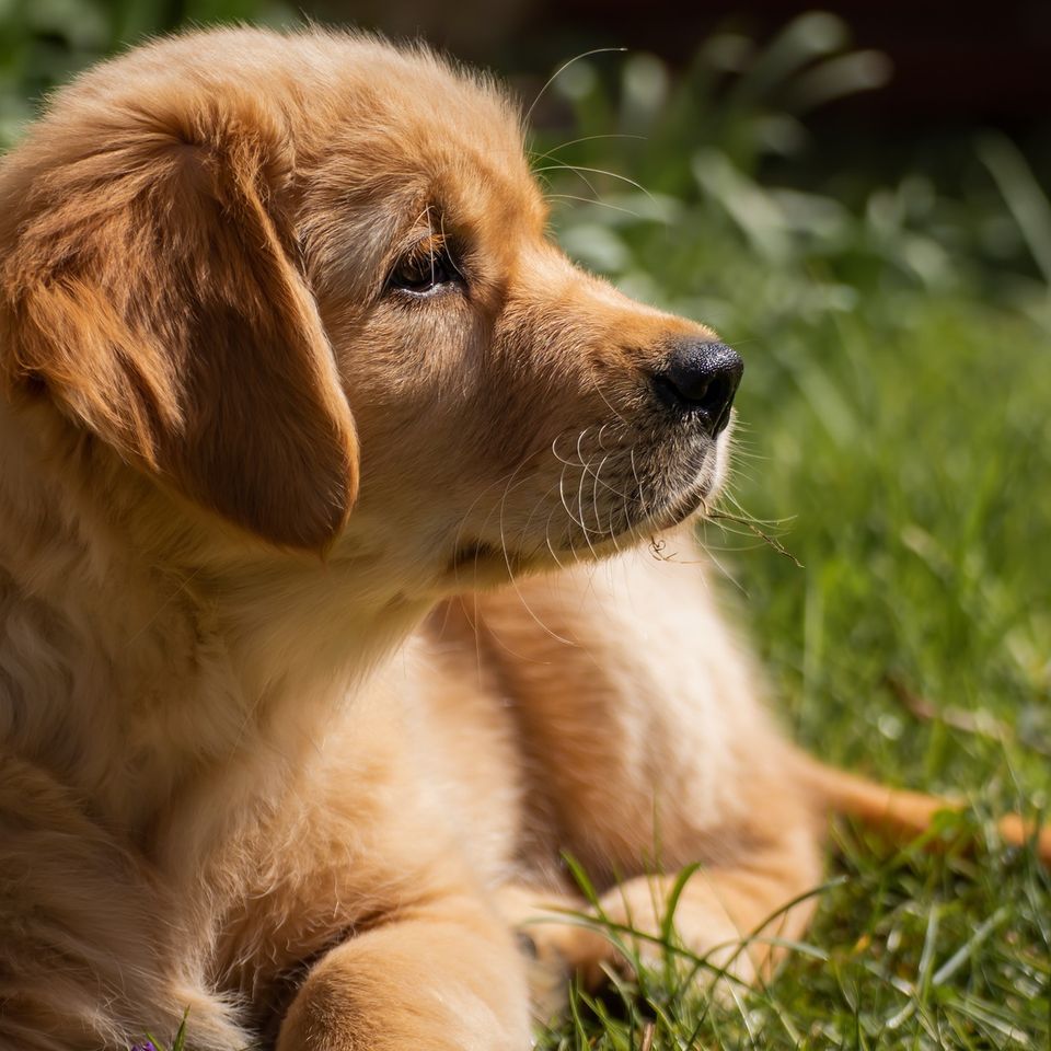 Dog 52e6d24248 1920