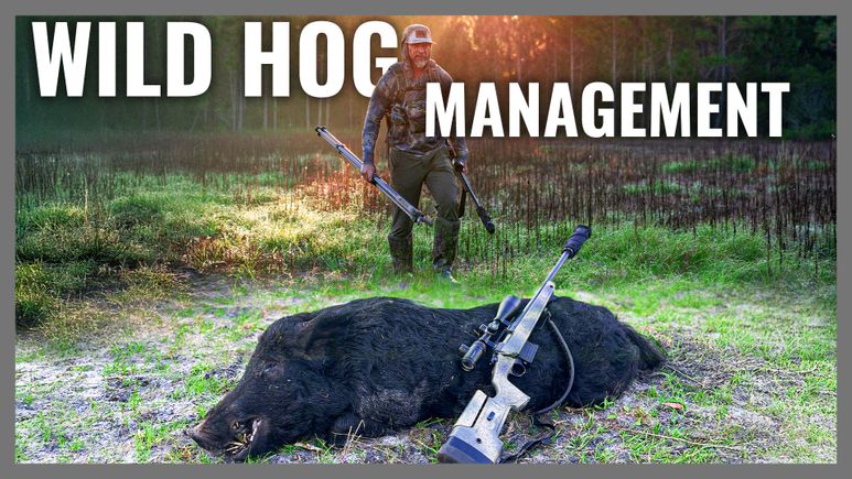 Brian (wild hog management) fla thumbnail