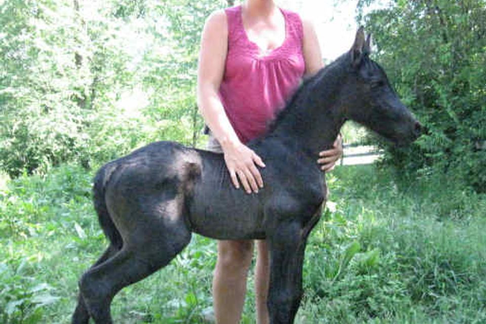 Sally2010filly3