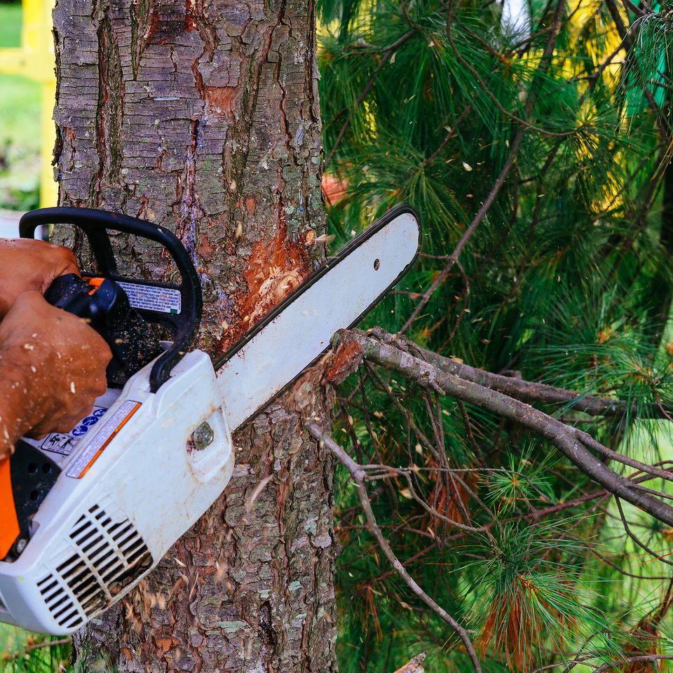 tree company, tree service, tree care, tree maintenance, tree trimming,