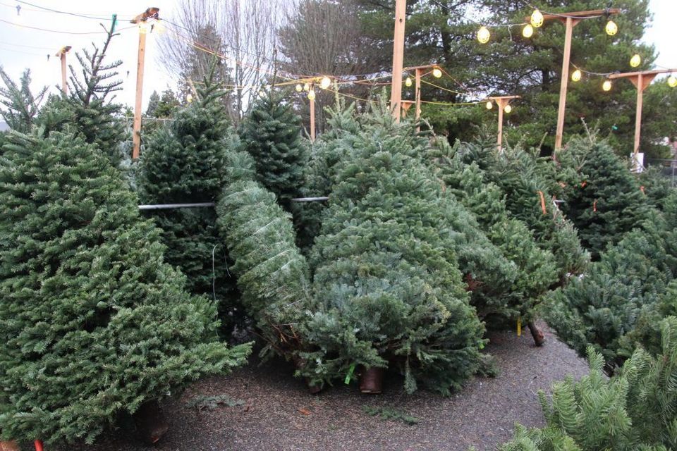Hrtrees182 1 e1543085118287